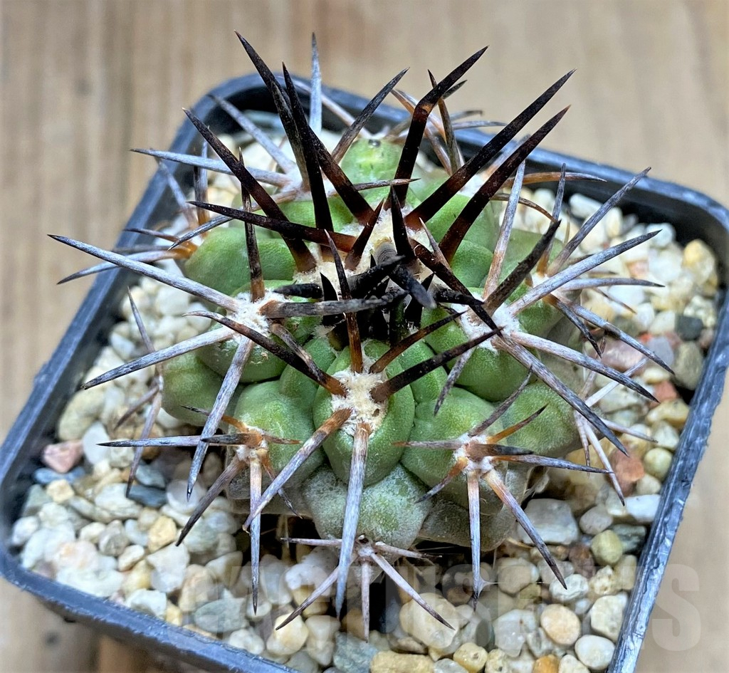 SHPR32674 Copiapoa aff. echinoides, grafted