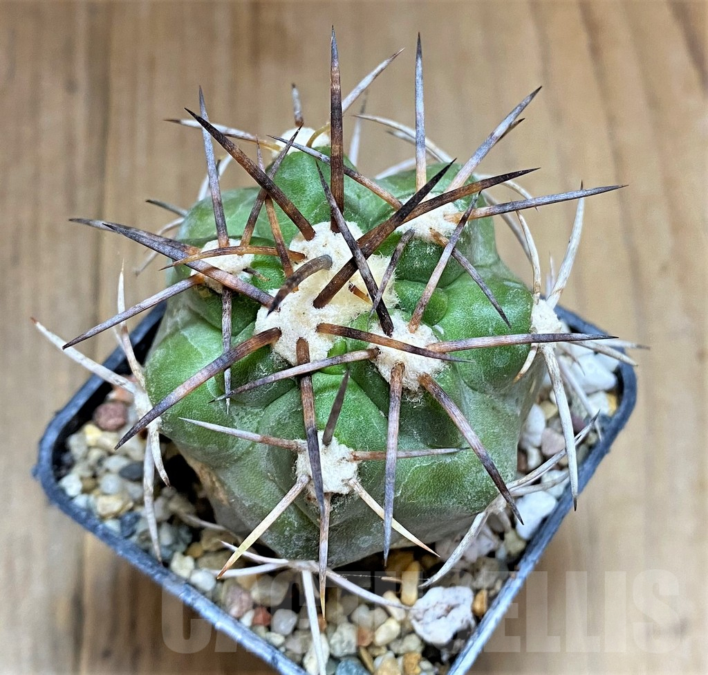 SHPR32677 Copiapoa alticostata x vallenarensis
