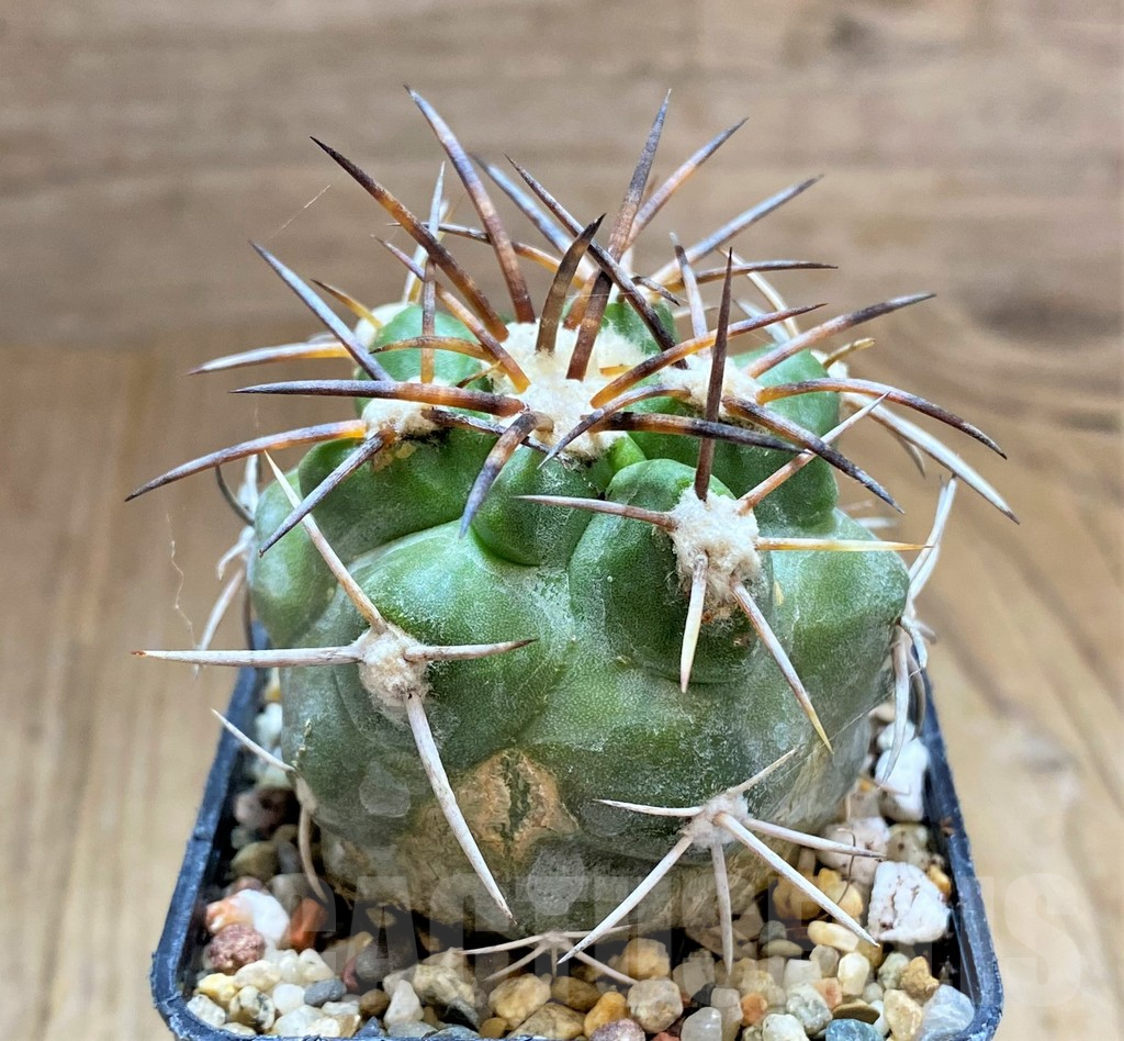 SHPR32677 Copiapoa alticostata x vallenarensis - Image 2
