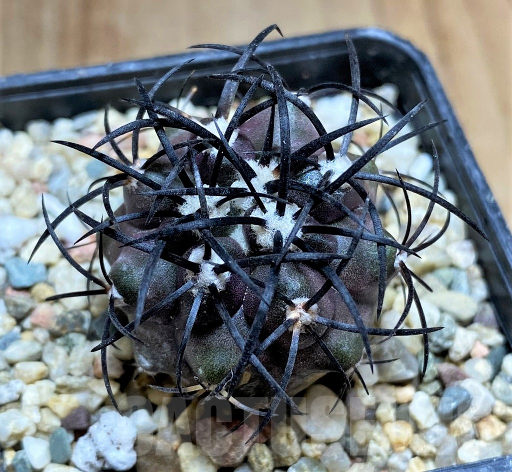 SHPR32680 Copiapoa griseoviolacea SAR16391