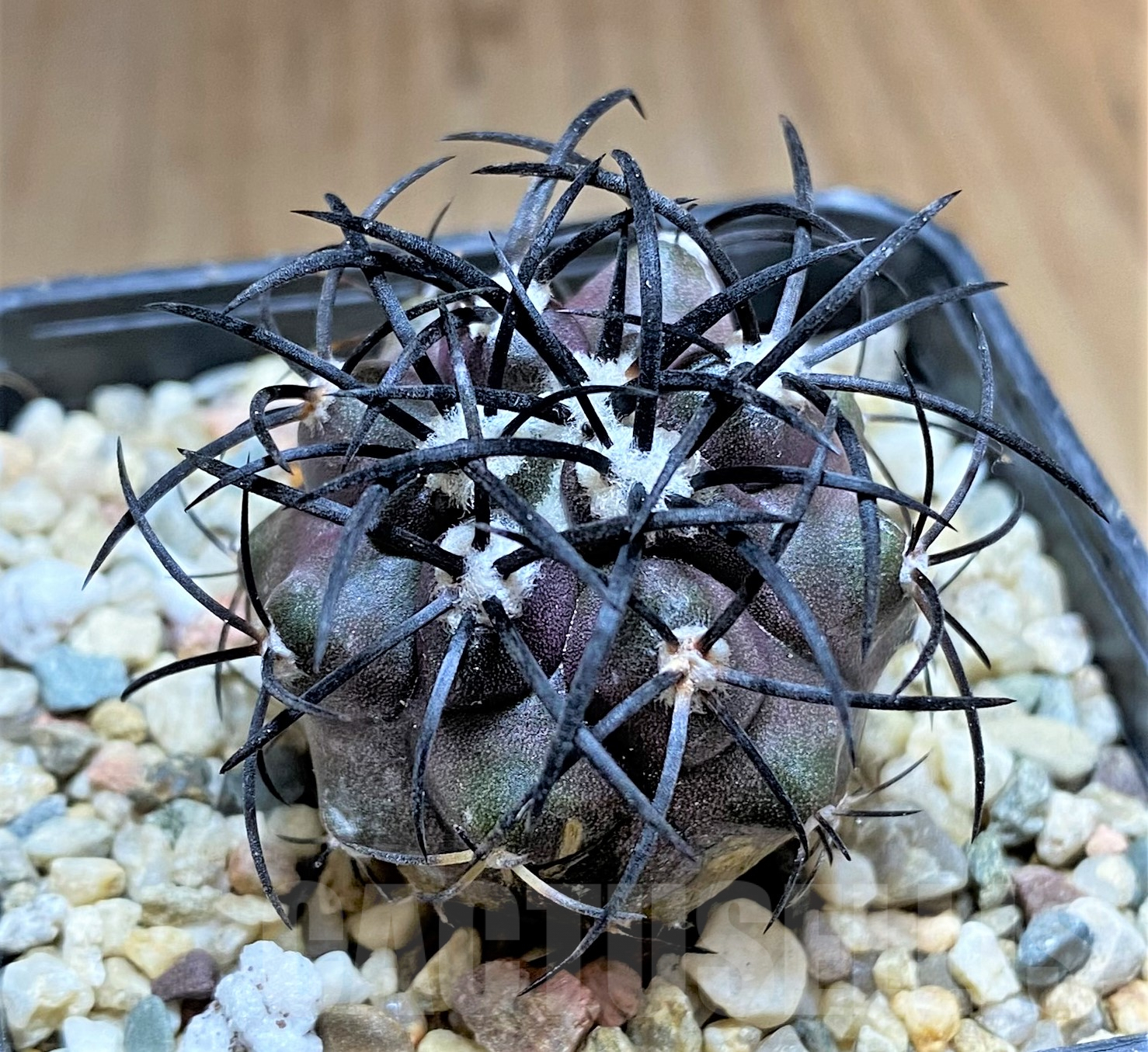 SHPR32680 Copiapoa griseoviolacea SAR16391 - immagine 2