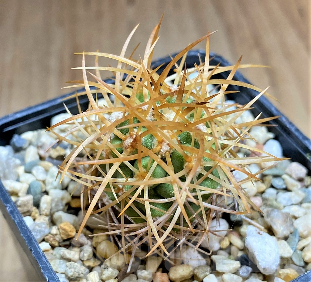 SHPR32684 Copiapoa andina SAR7811