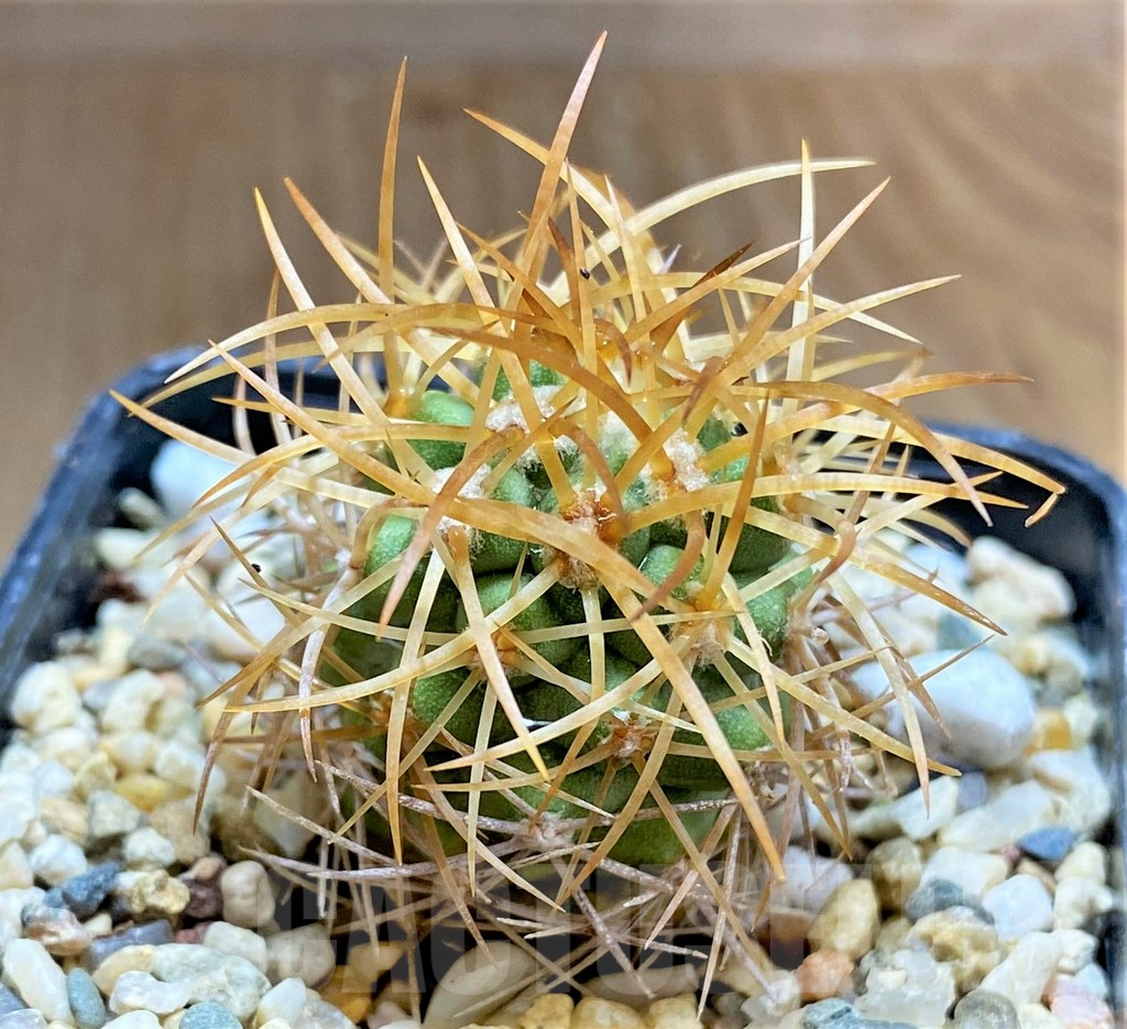 SHPR32684 Copiapoa andina SAR7811 - Obrázek 2
