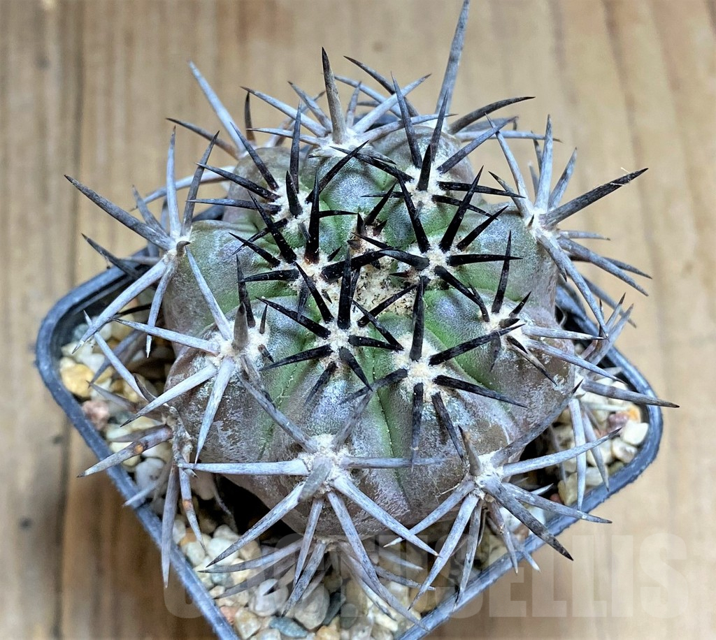 SHPR32686 Copiapoa dura