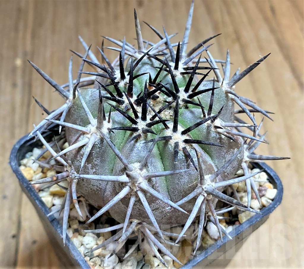 SHPR32686 Copiapoa dura - Imagen 2