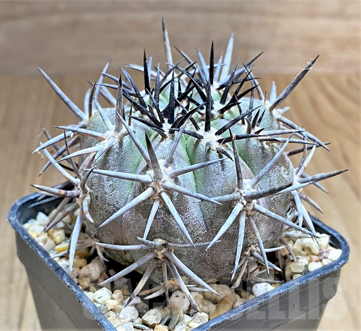 SHPR32686 Copiapoa dura - Imagen 3