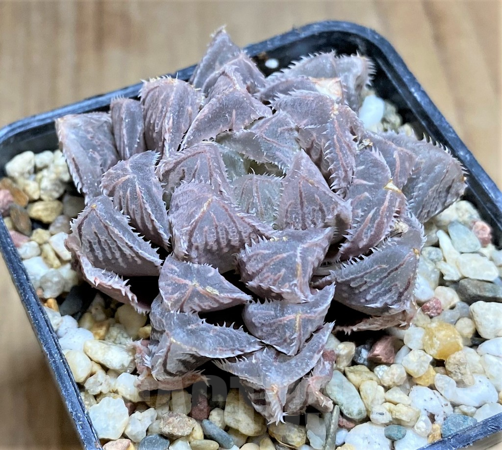 SHPR32689 Haworthia cooperi ‘Red stone’
