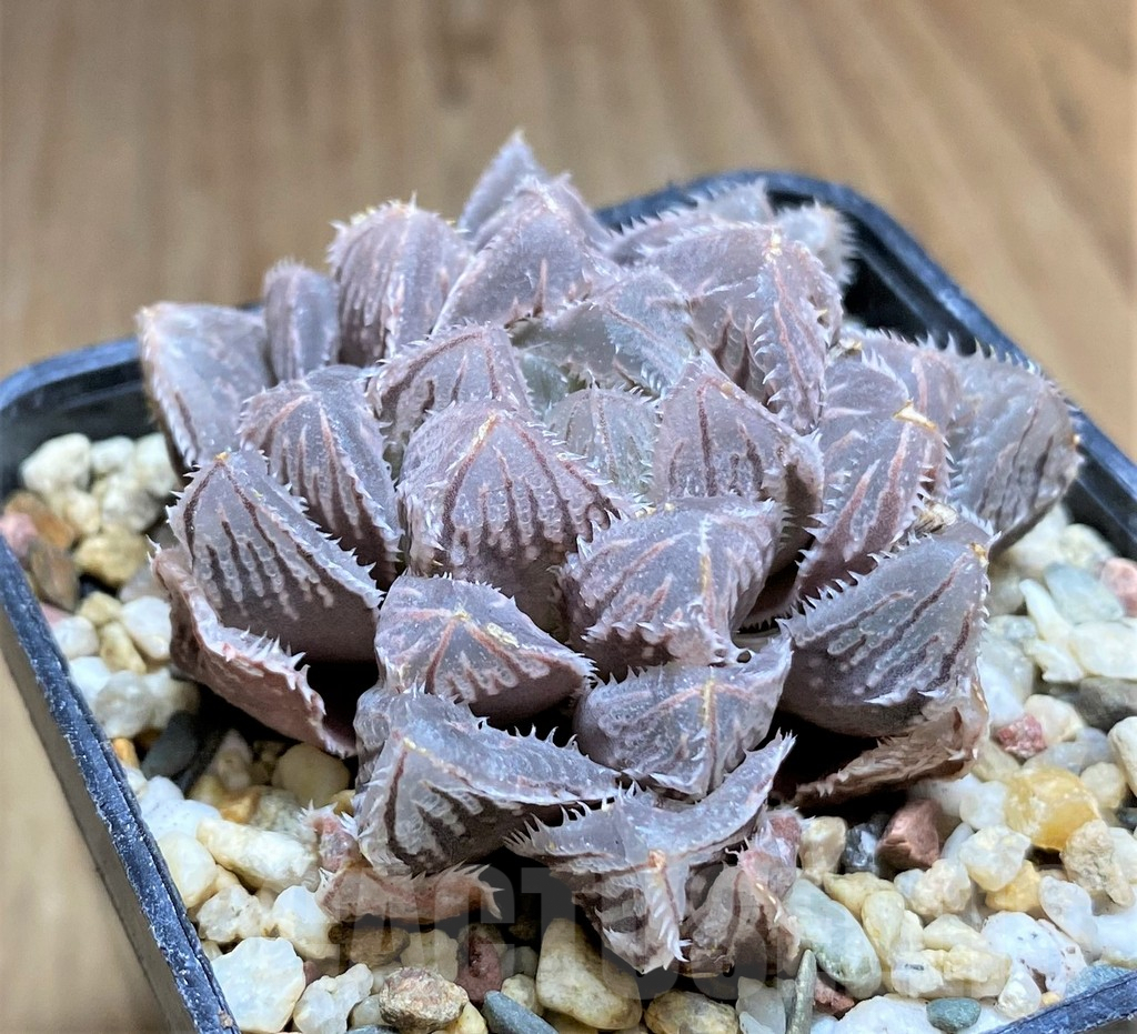 SHPR32689 Haworthia cooperi ‘Red stone’ - Image 2