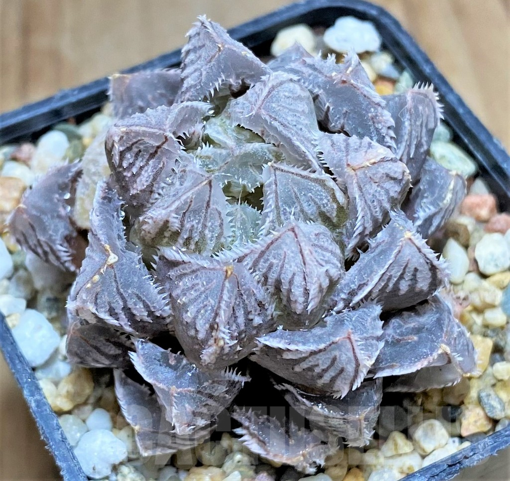 SHPR32690 Haworthia cooperi ‘Red stone’