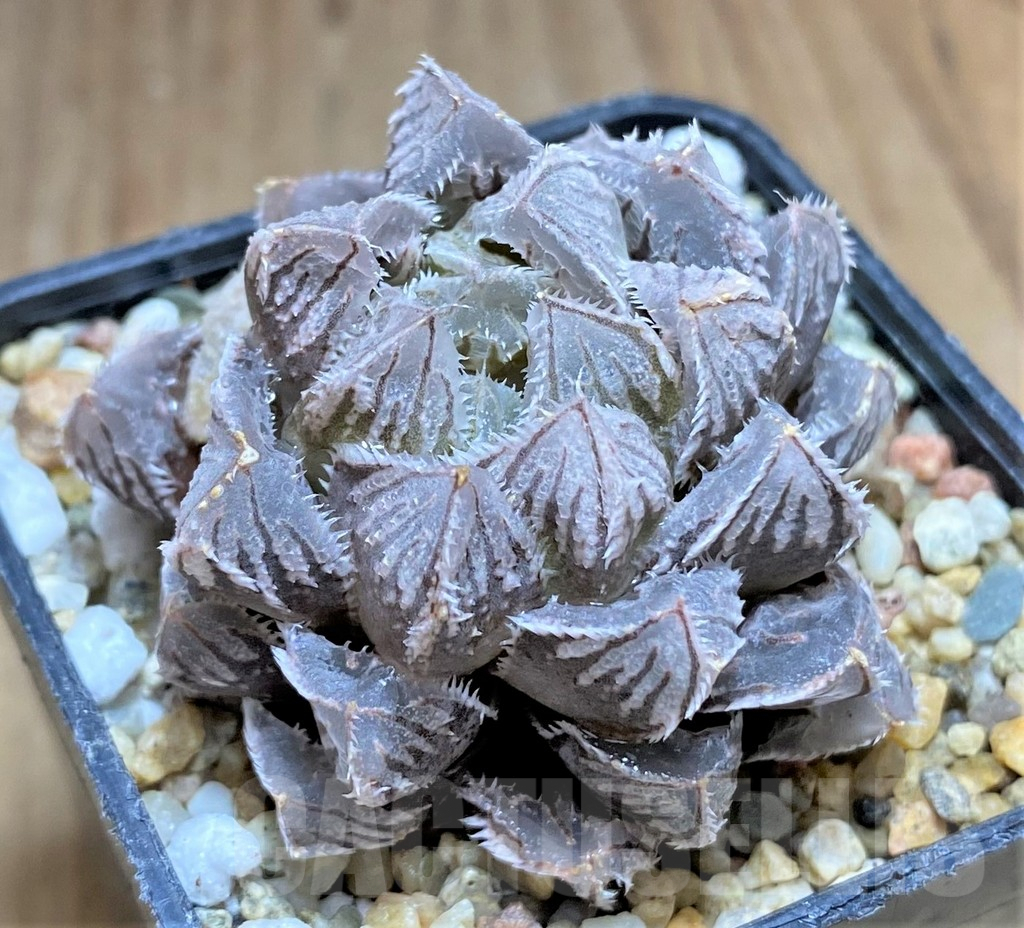 SHPR32690 Haworthia cooperi ‘Red stone’ - Image 2