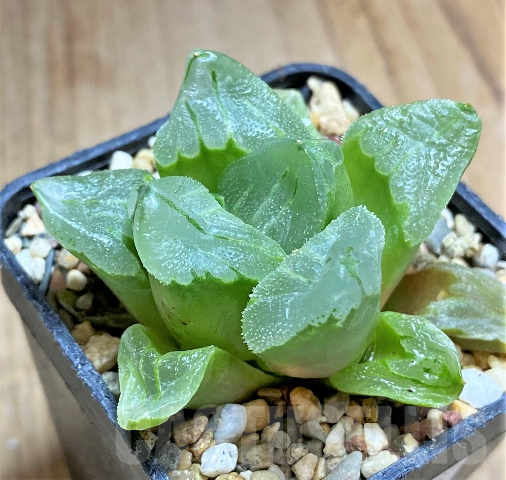 SHPR32692 Haworthia pygmaea ‘Ice City’ - Image 2