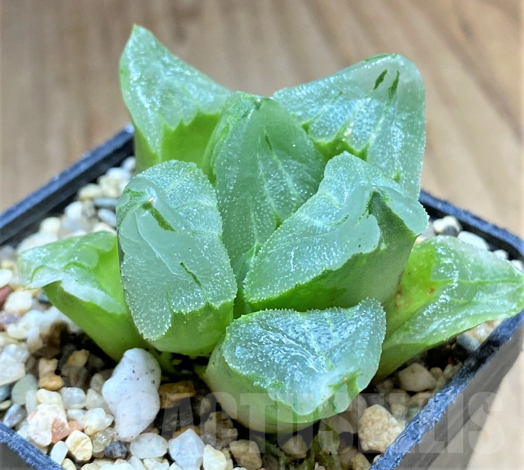 SHPR32692 Haworthia pygmaea ‘Ice City’