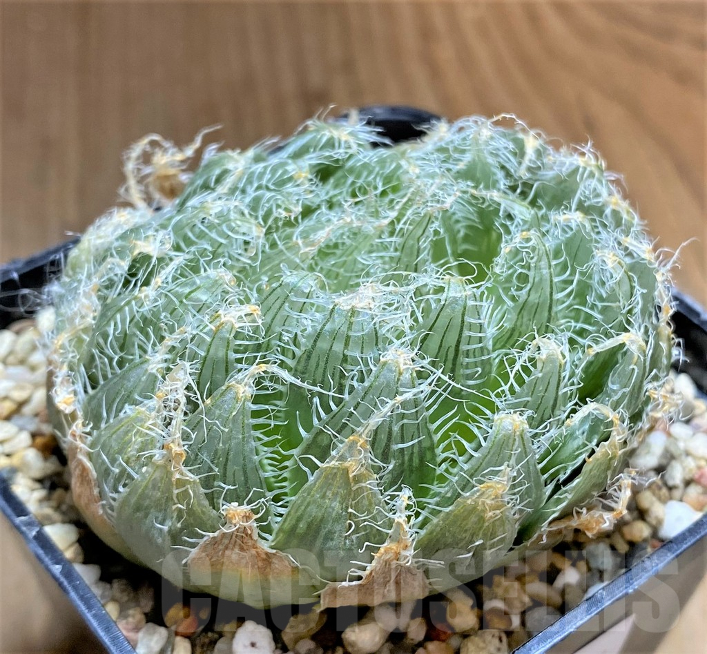 SHPR32696 Haworthia arachnoidea
