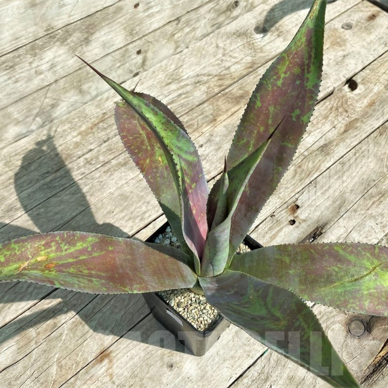 SHPR32701 Mangave 'Mission to Mars'