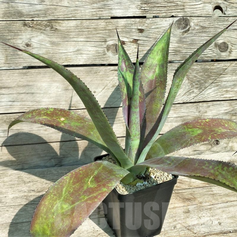 SHPR32702 Mangave 'Mission to Mars'