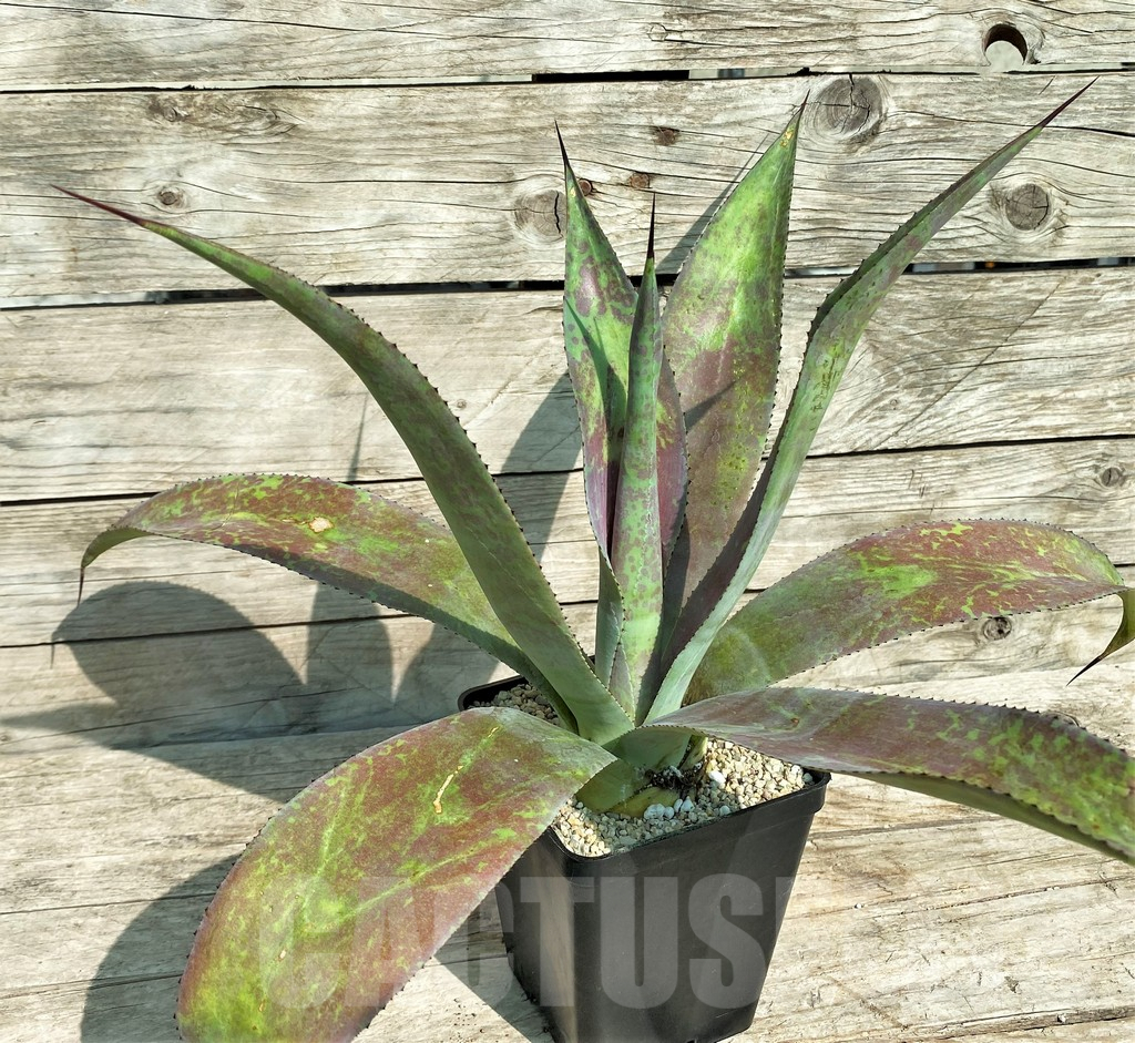 SHPR32702 Mangave 'Mission to Mars'