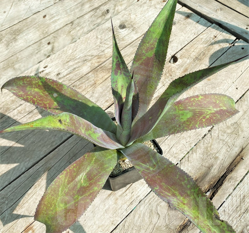 SHPR32702 Mangave 'Mission to Mars' - Image 2