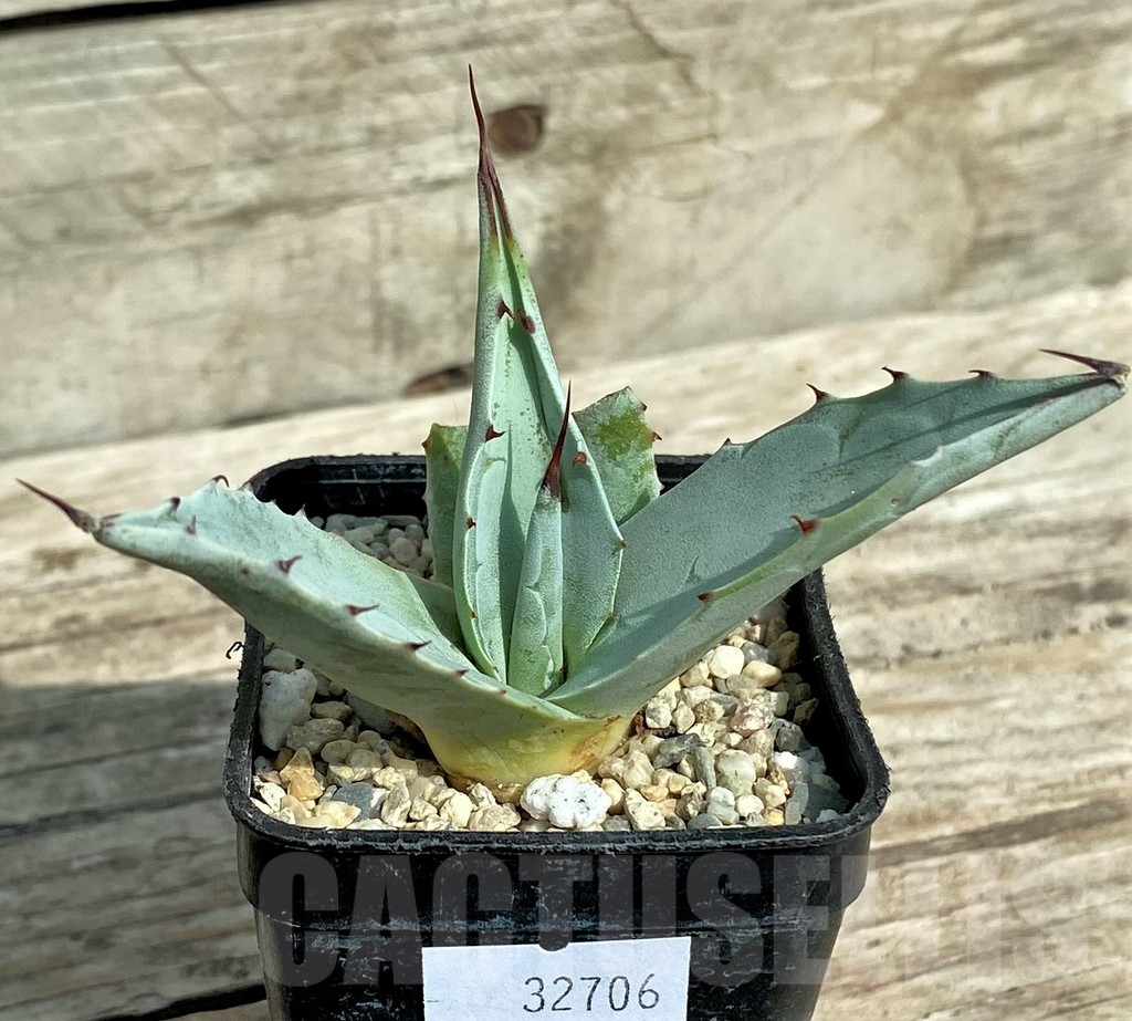 SHPR32706 Agave ovatifolia 'Frosty Blue'
