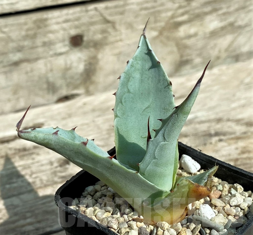 SHPR32706 Agave ovatifolia 'Frosty Blue' - immagine 2