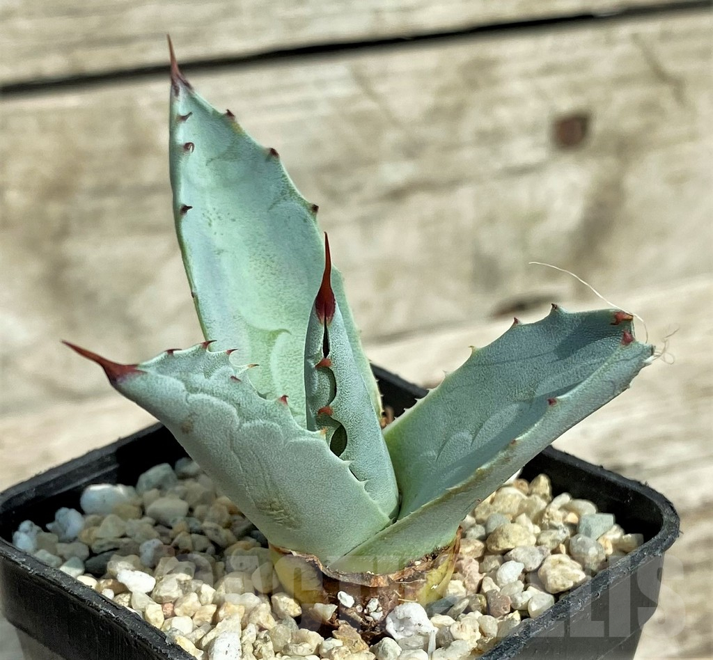 SHPR32707 Agave ovatifolia 'Frosty Blue'