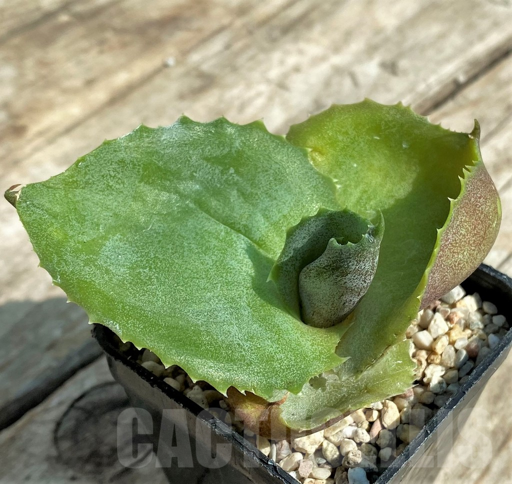 SHPR32708 Agave marmorata 'Papilio Platanoides' - immagine 2