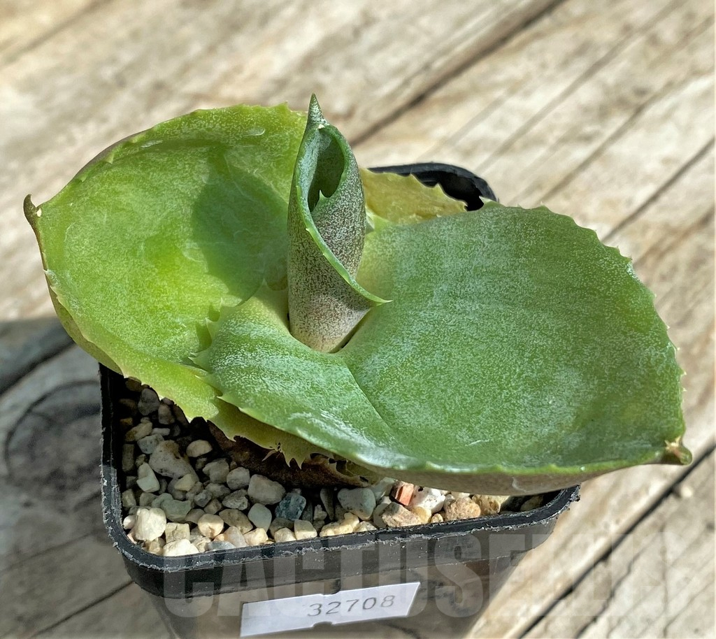 SHPR32708 Agave marmorata 'Papilio Platanoides'