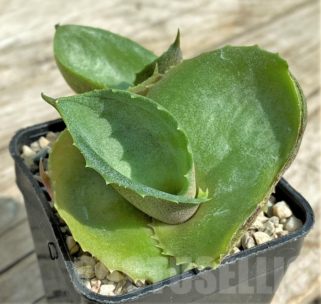 SHPR32709 Agave marmorata 'Papilio Platanoides'