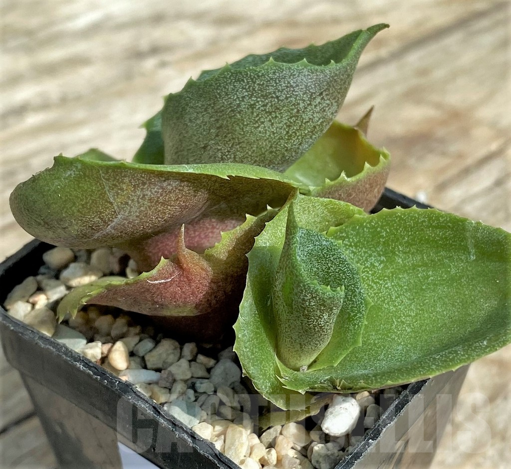 SHPR32709 Agave marmorata 'Papilio Platanoides' - immagine 2