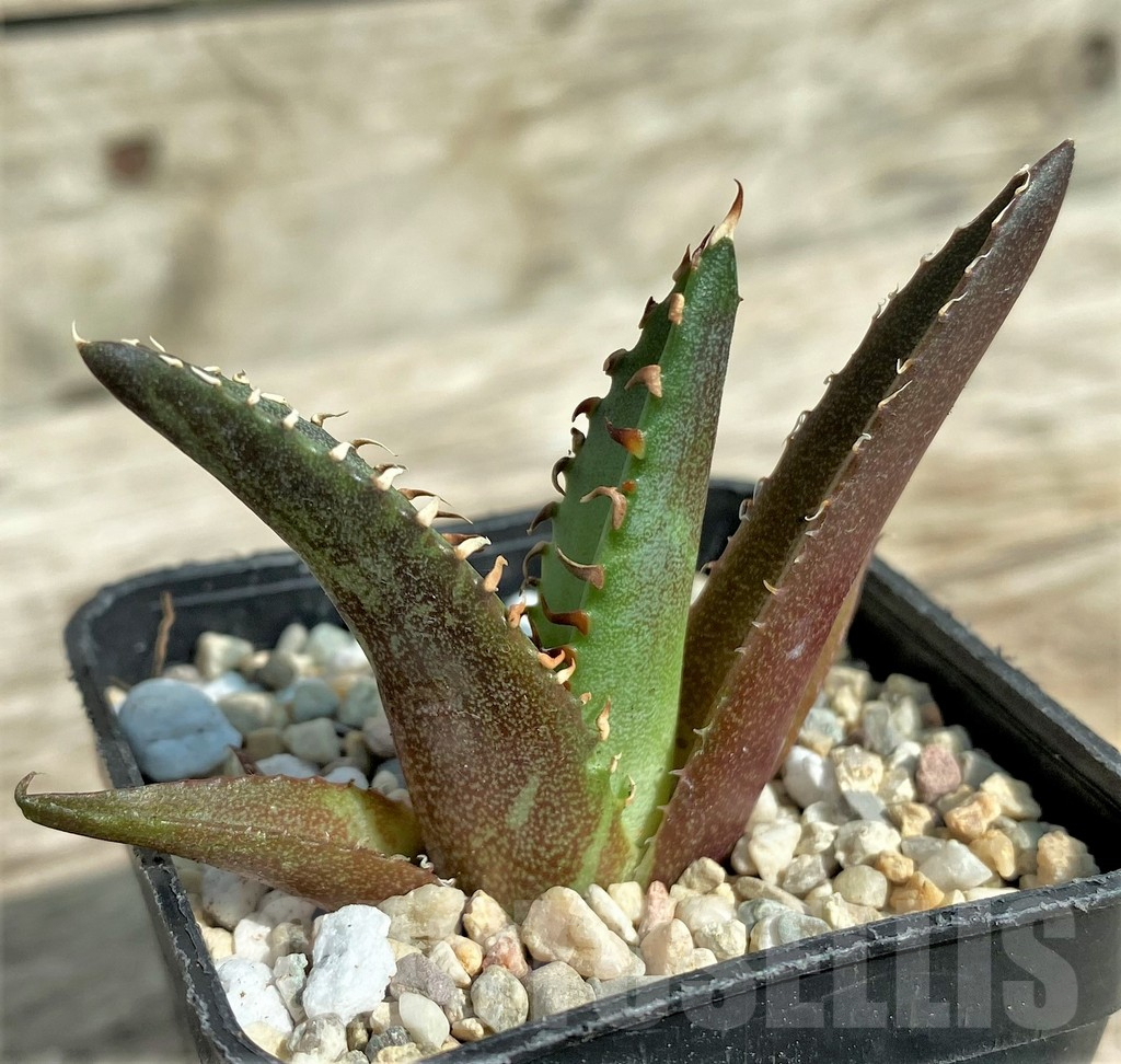 SHPR32711 Agave titanota 'Red Catweazle' - immagine 2