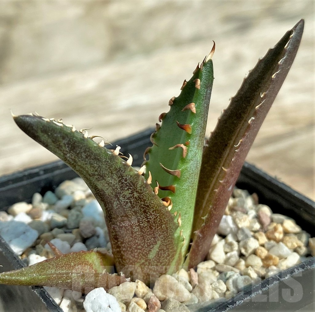 SHPR32711 Agave titanota 'Red Catweazle' - immagine 3