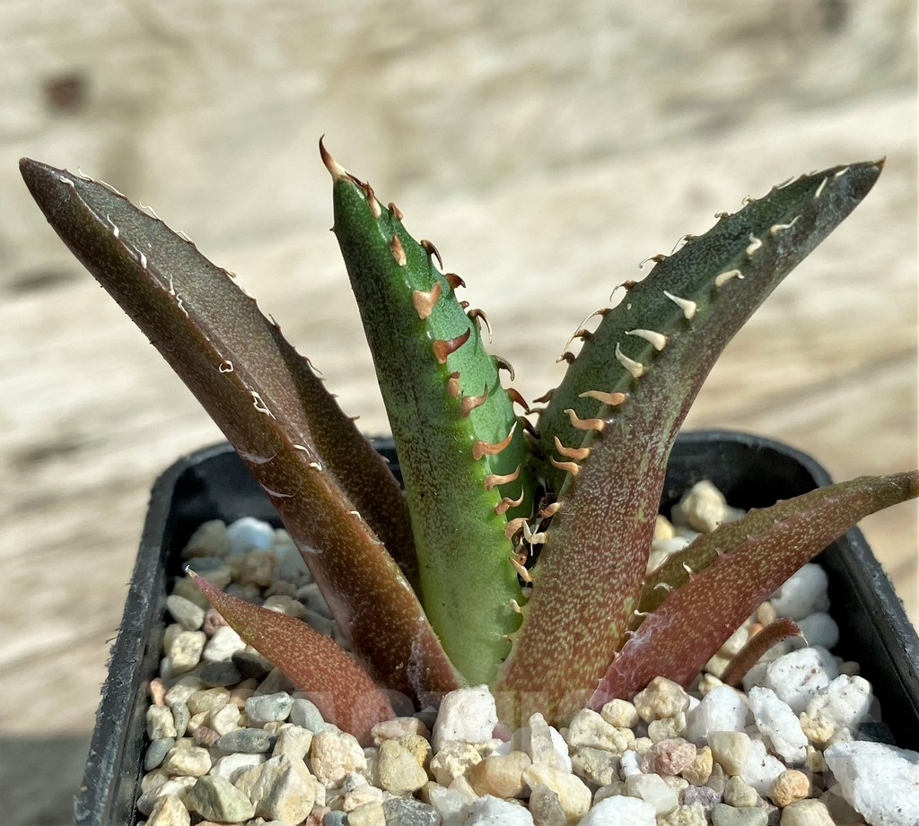 SHPR32711 Agave titanota 'Red Catweazle' - immagine 4