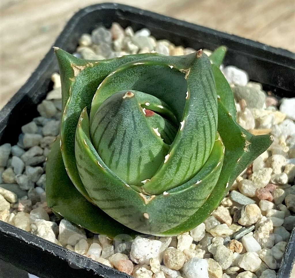 SHPR32713 Agave pumila - immagine 2