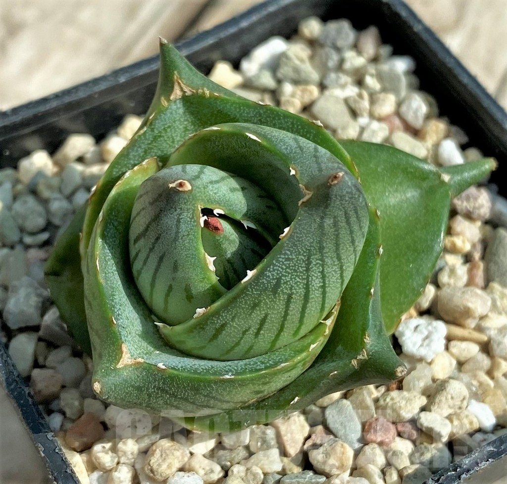 SHPR32713 Agave pumila - immagine 3