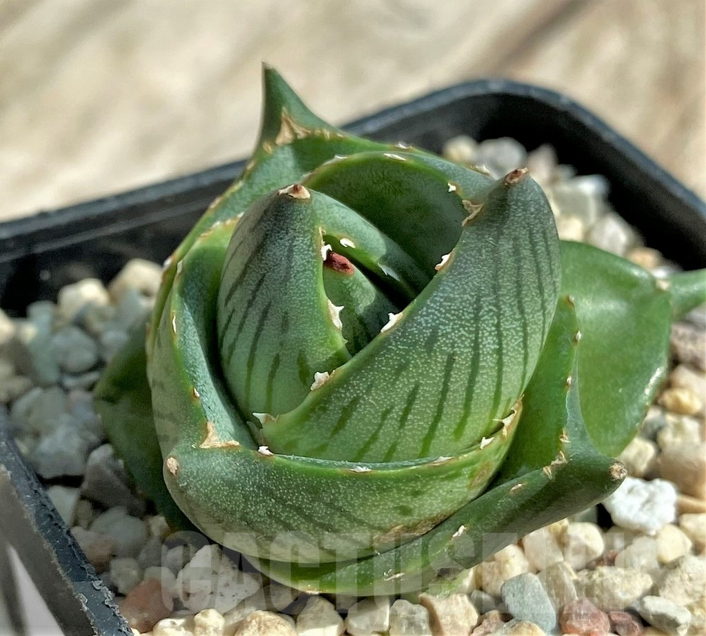 SHPR32713 Agave pumila
