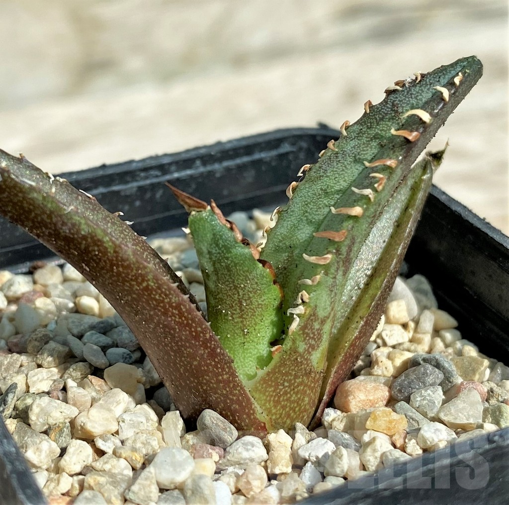 SHPR32714 Agave titanota ‘Red Catweazle’ - Image 3