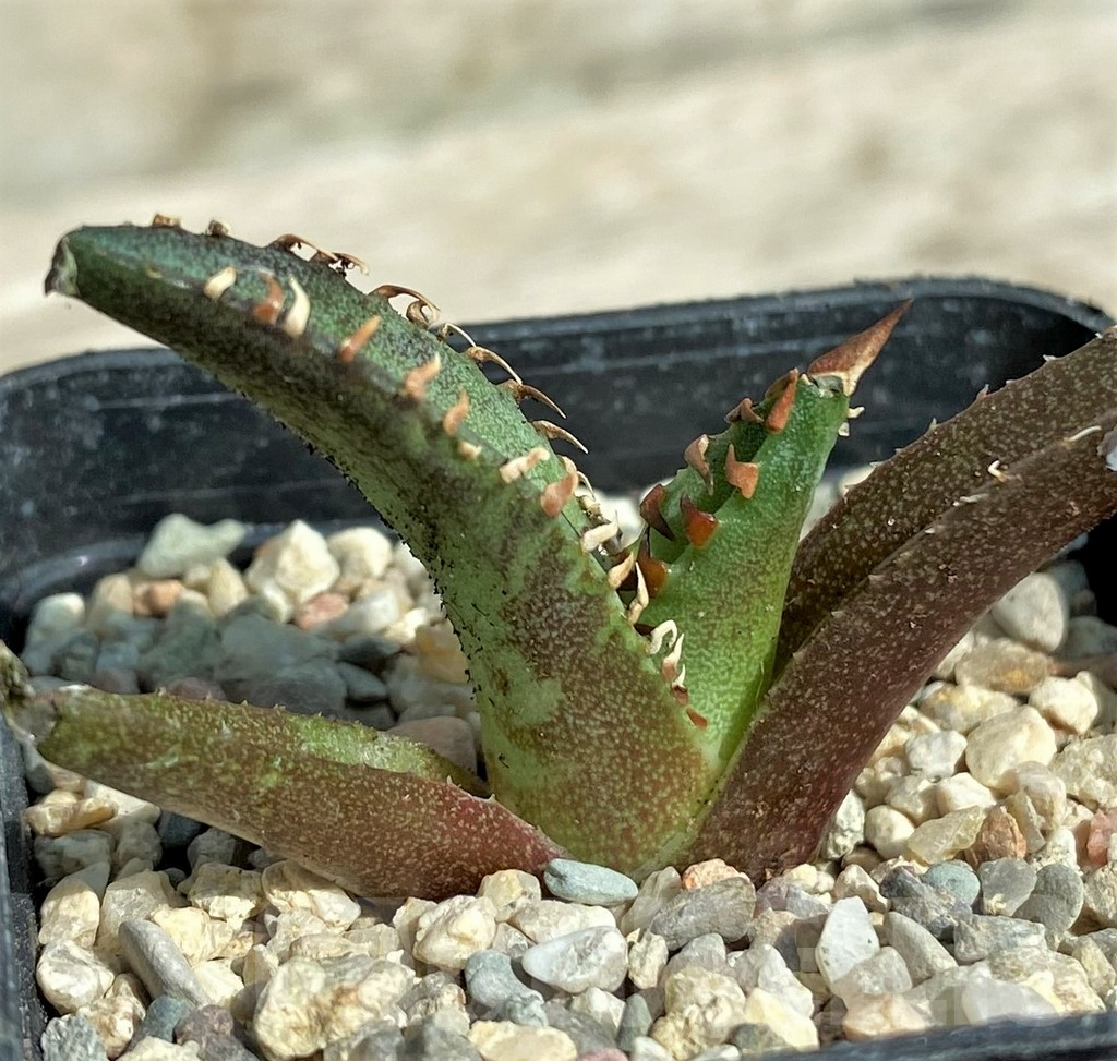 SHPR32714 Agave titanota ‘Red Catweazle’ - Image 2