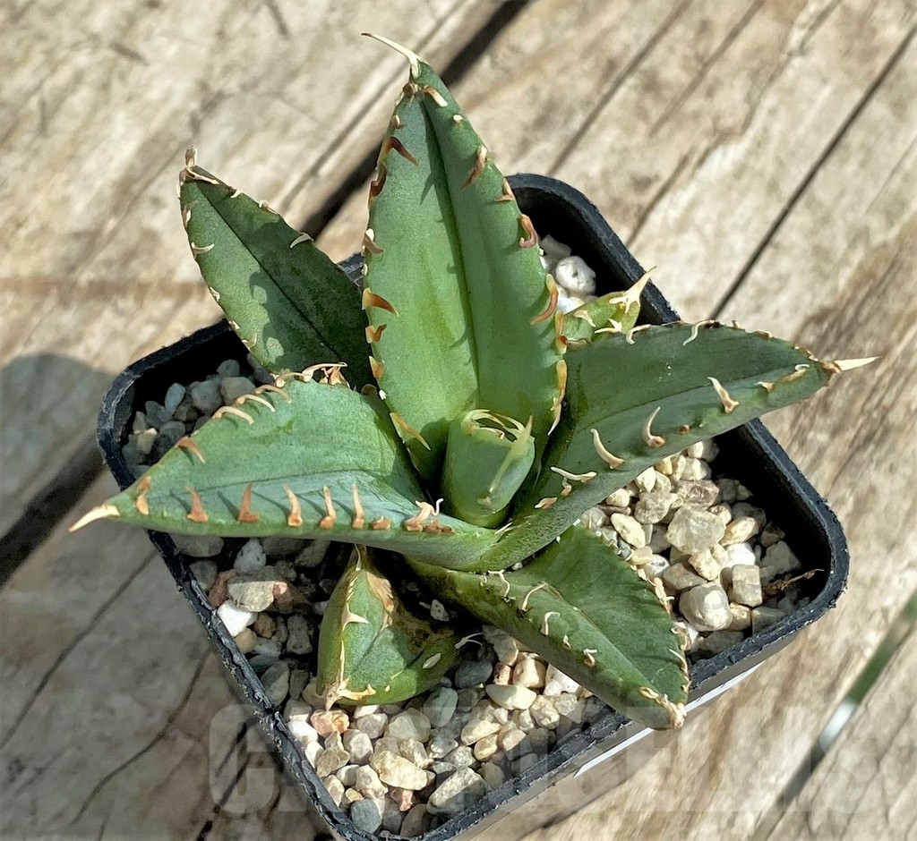 SHPR32715 Agave titanota ‘Sierra Mixteca’ - Obrázek 2