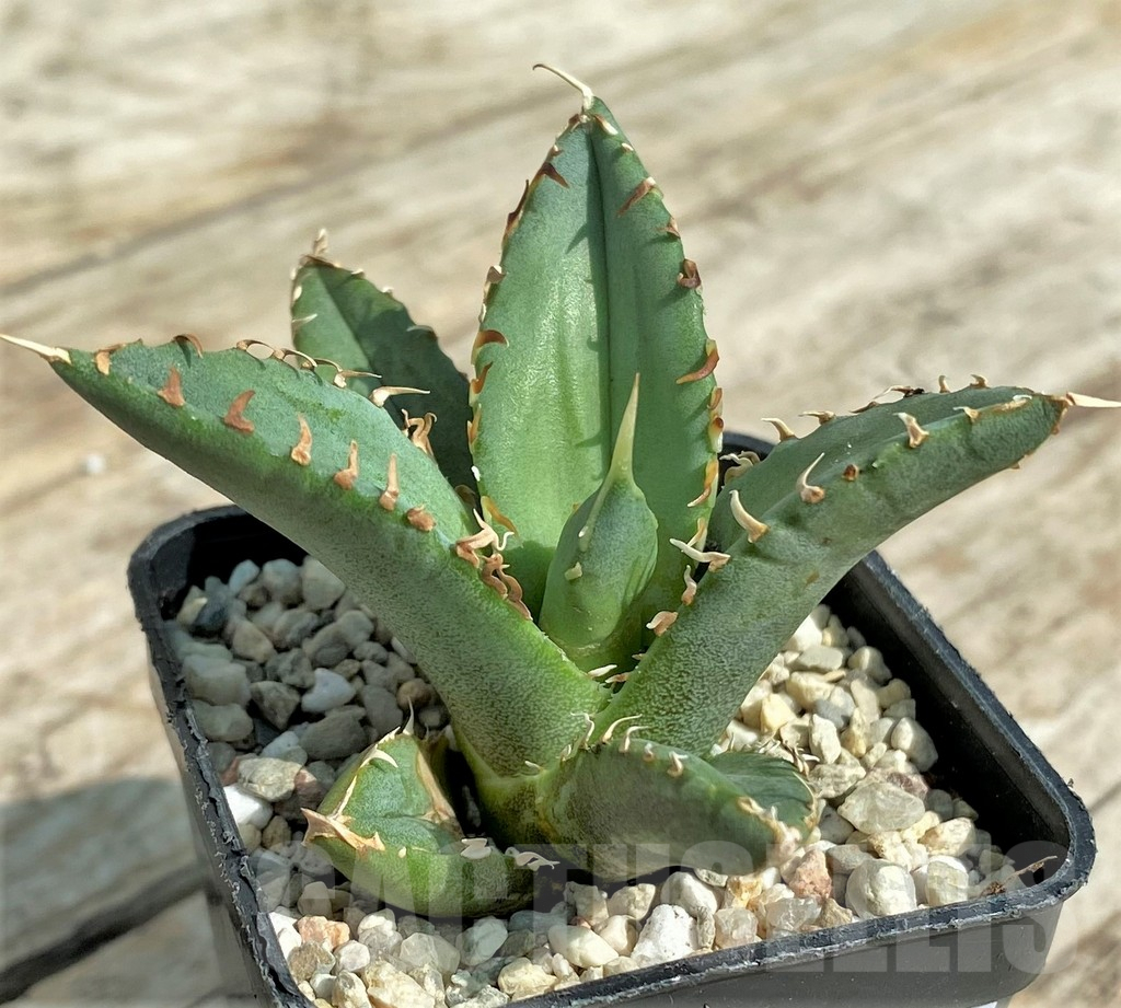 SHPR32715 Agave titanota ‘Sierra Mixteca’ - Obrázek 3