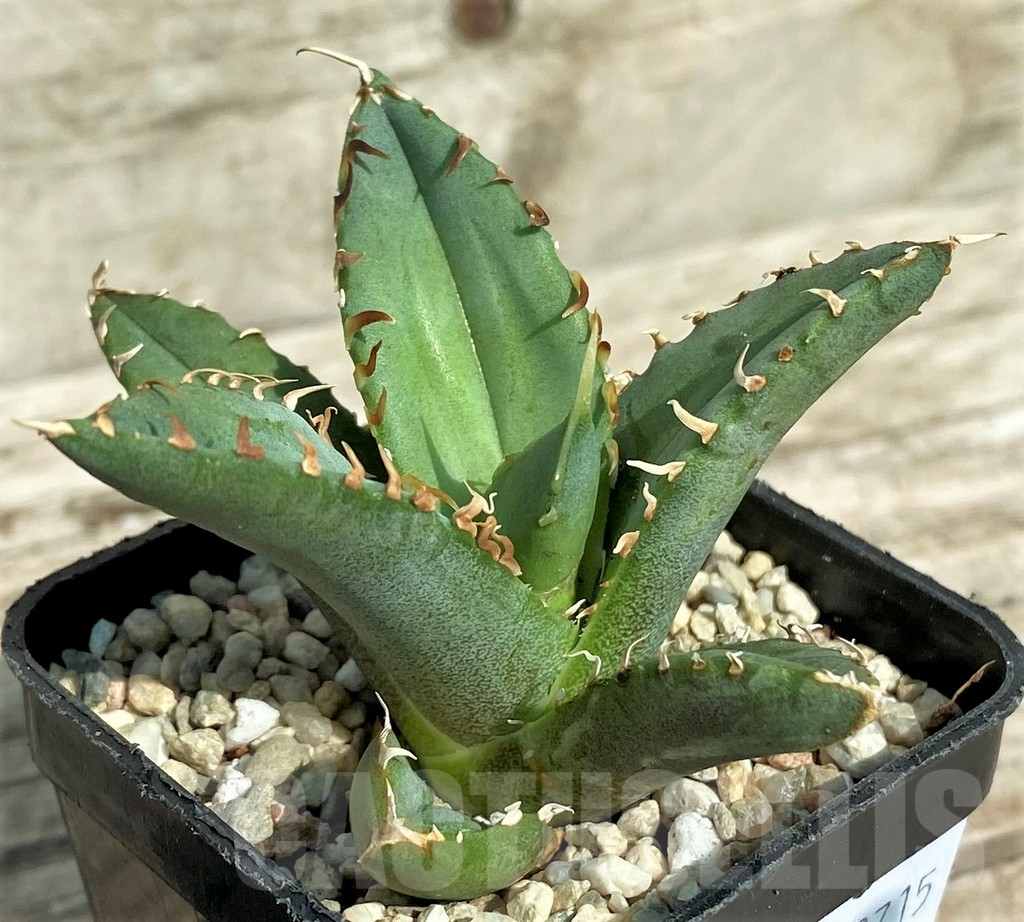 SHPR32715 Agave titanota ‘Sierra Mixteca’ - Obrázek 4