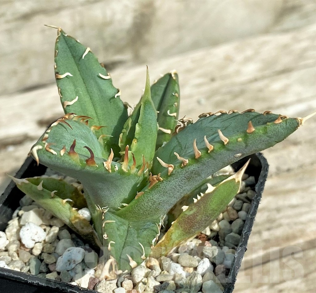 SHPR42538 Agave titanota ‘Sierra Mixteca’