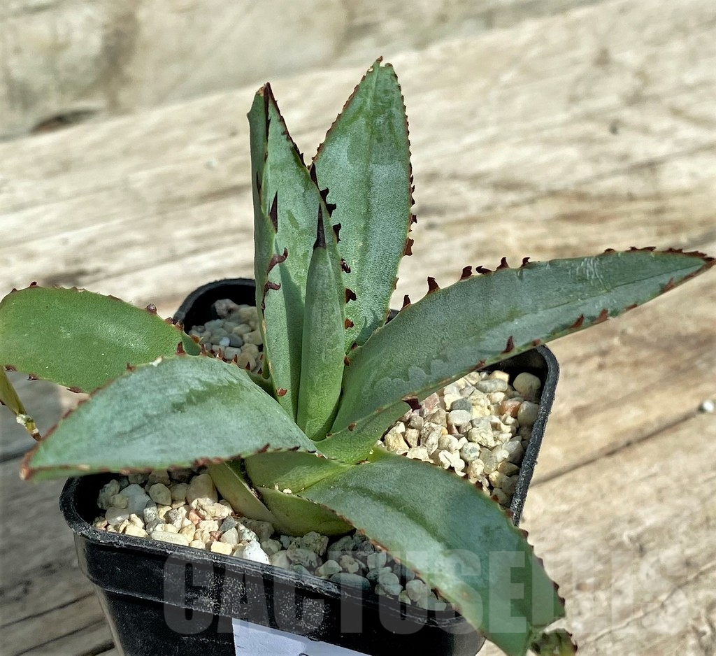 SHPR32716 Agave 'Blue Emperor' - Obrázek 2