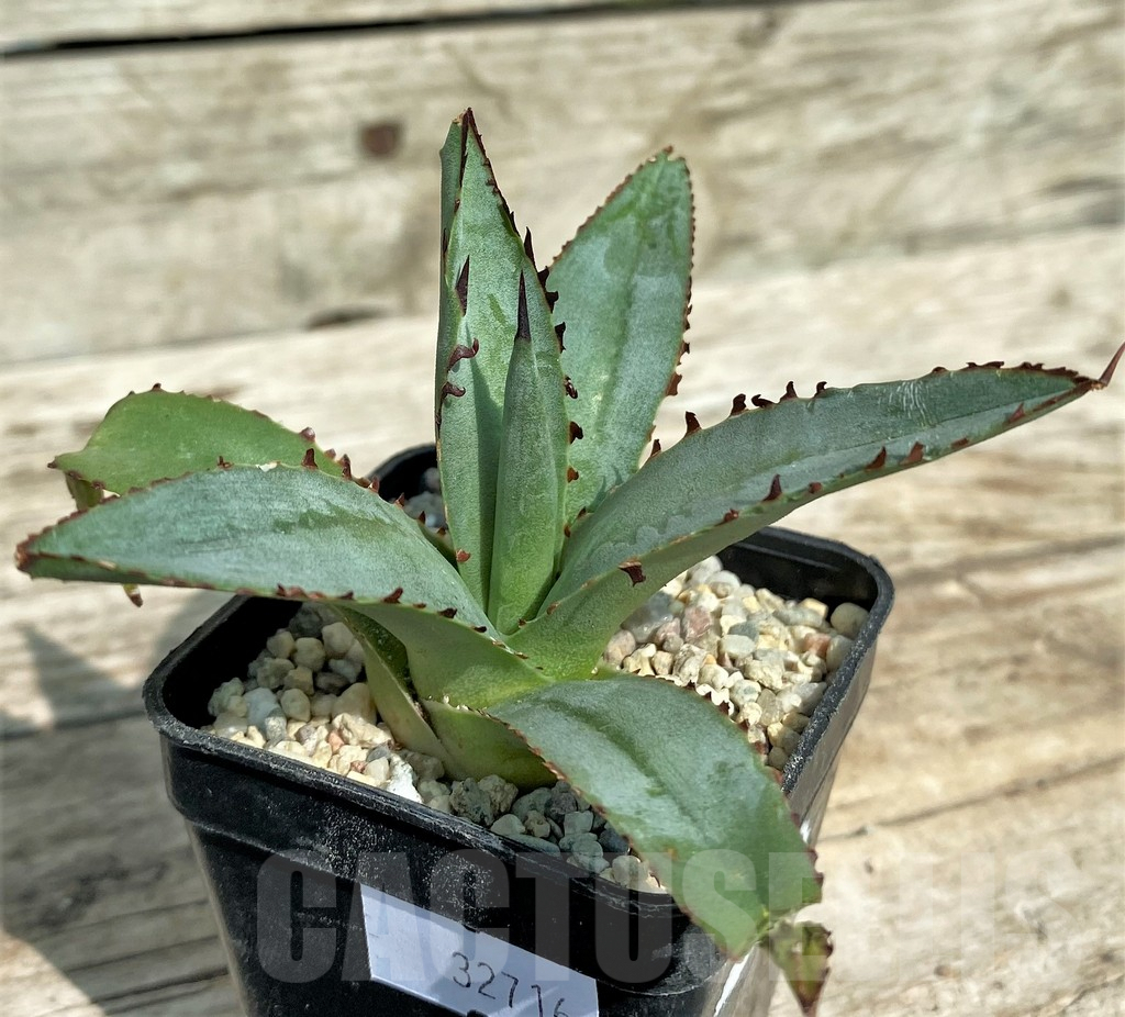 SHPR32716 Agave 'Blue Emperor'