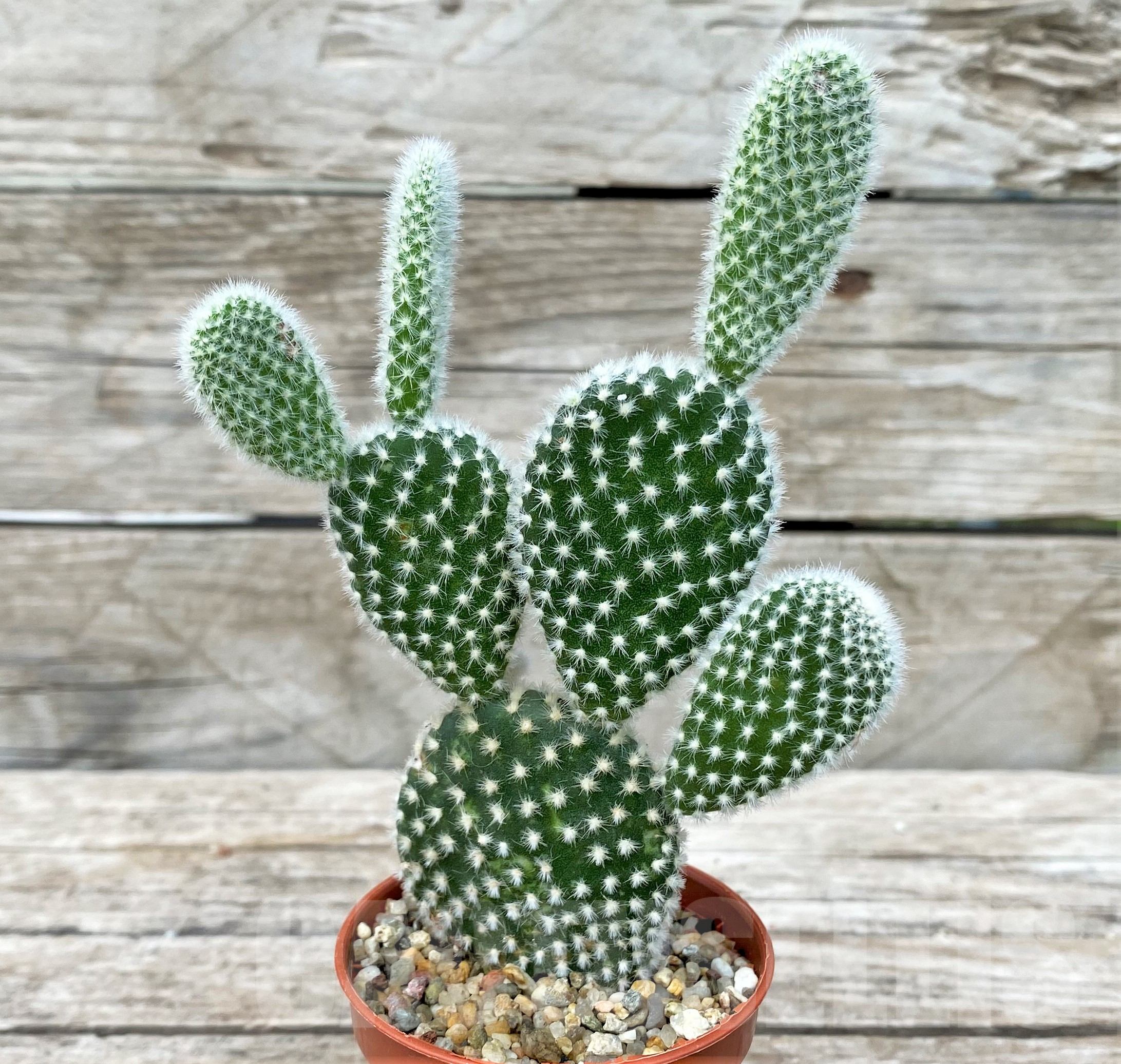 SL26045 Opuntia microdasys 'Albispina' - Image 2