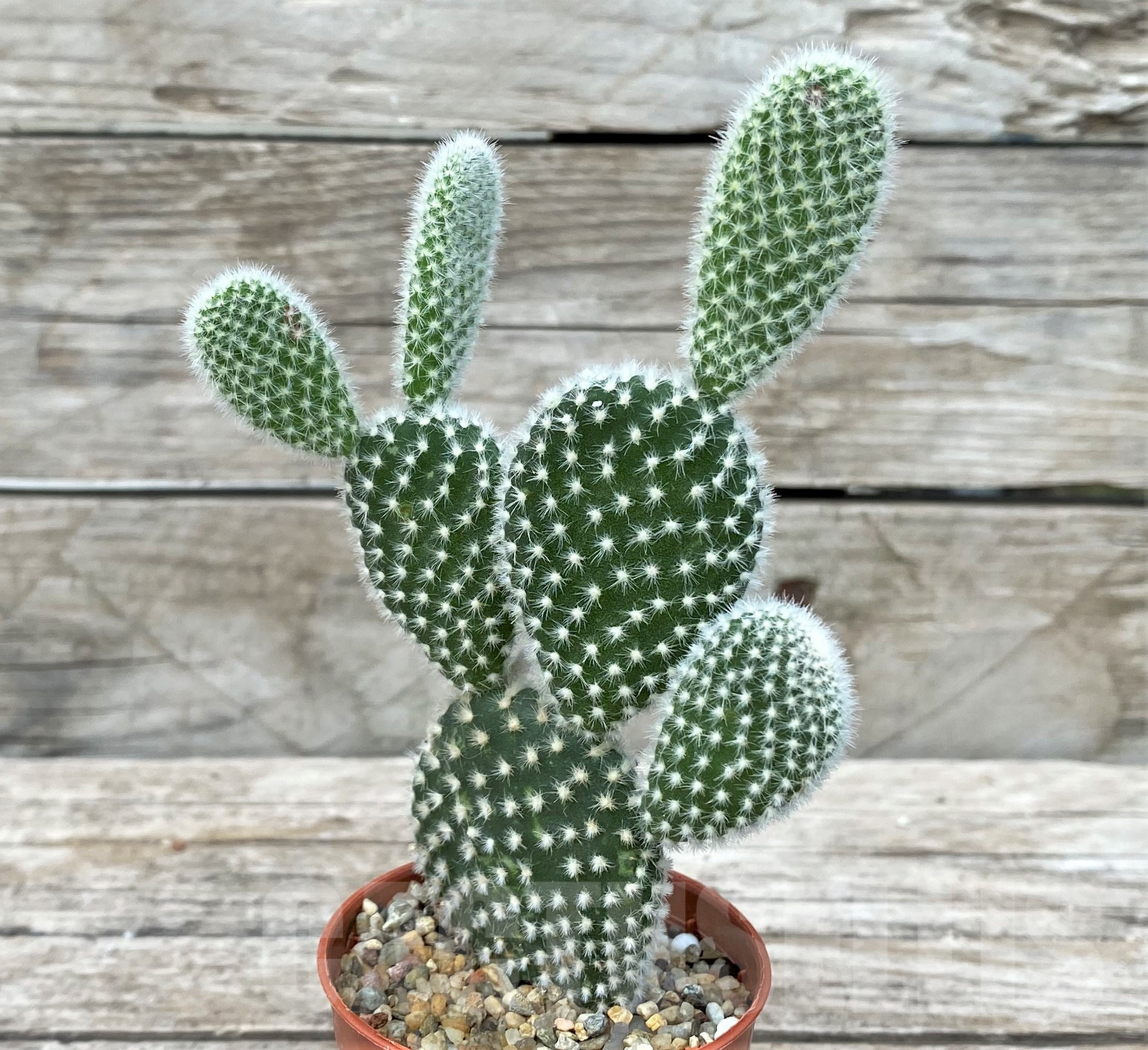 SL26045 Opuntia microdasys 'Albispina'