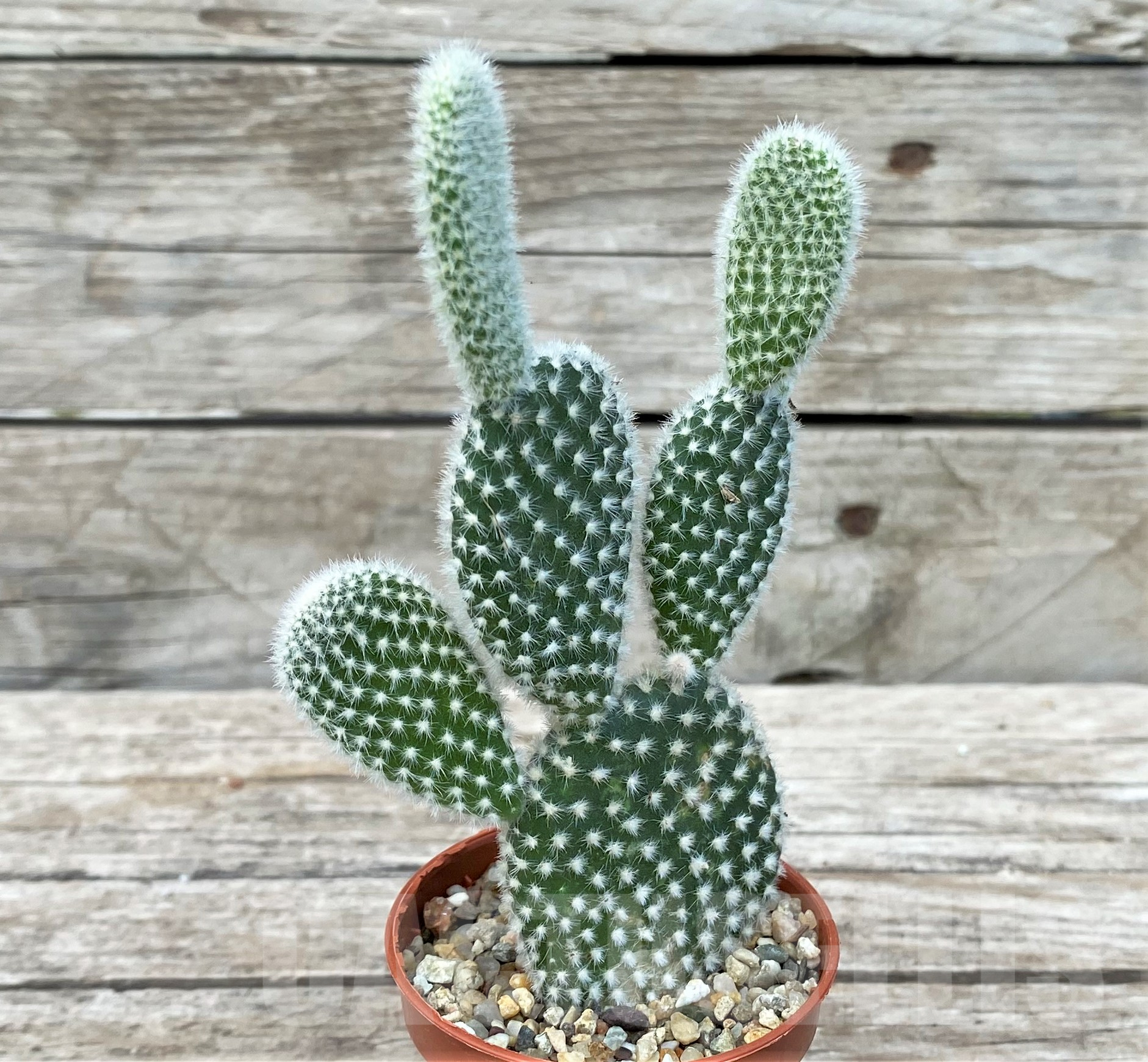 SL26045 Opuntia microdasys 'Albispina' - Image 3