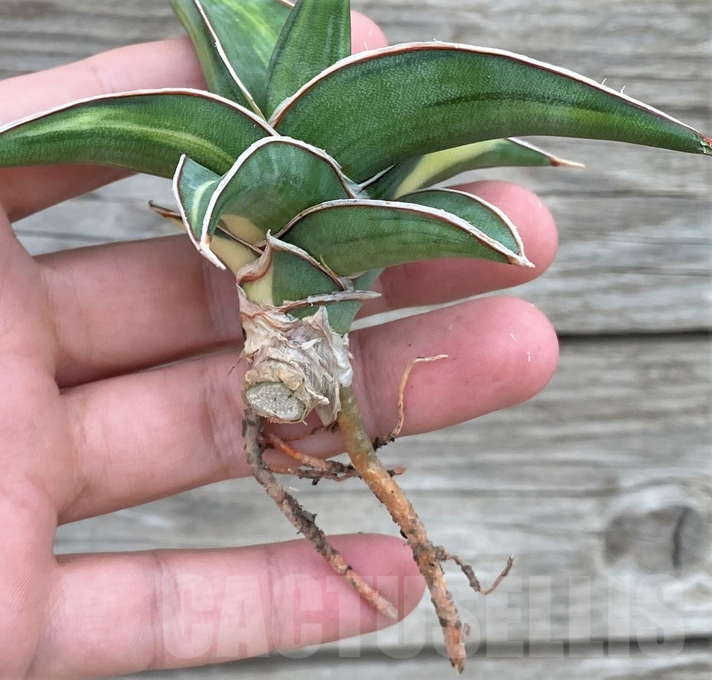 SHPR32718 Sansevieria Lav 23251 - Image 4