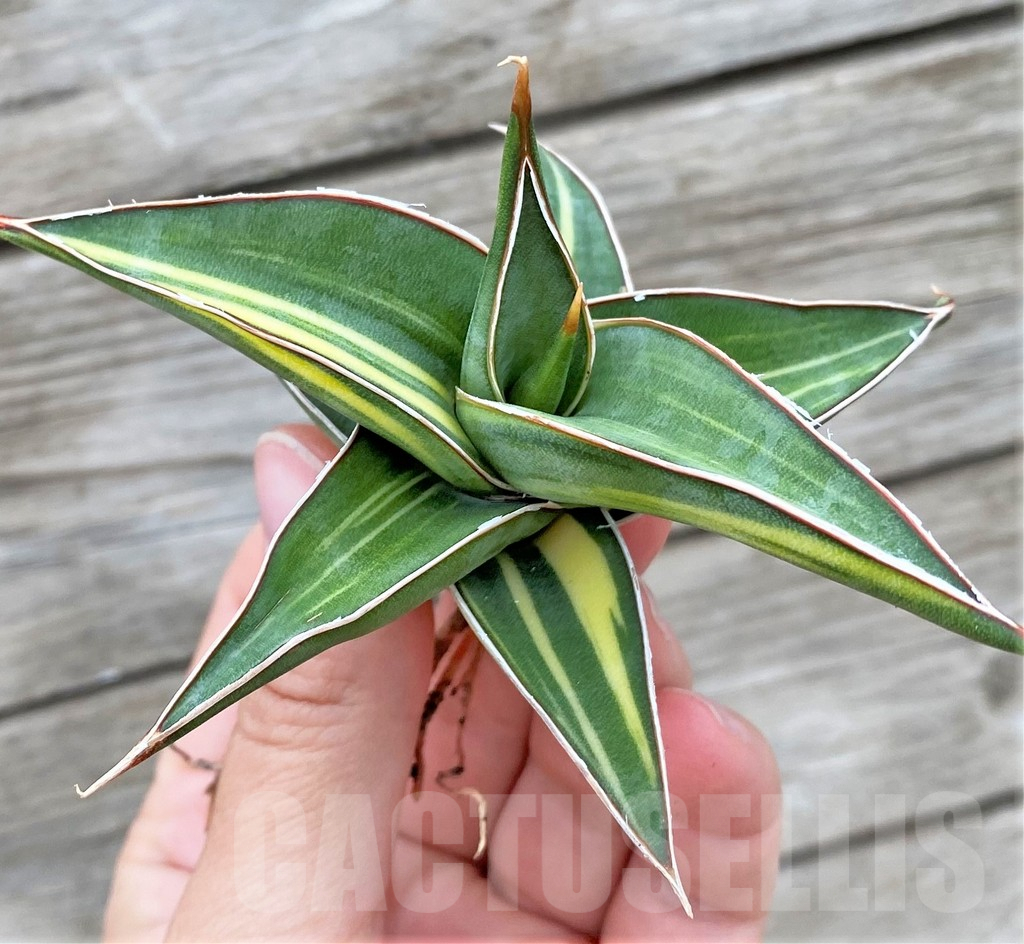 SHPR32718 Sansevieria Lav 23251