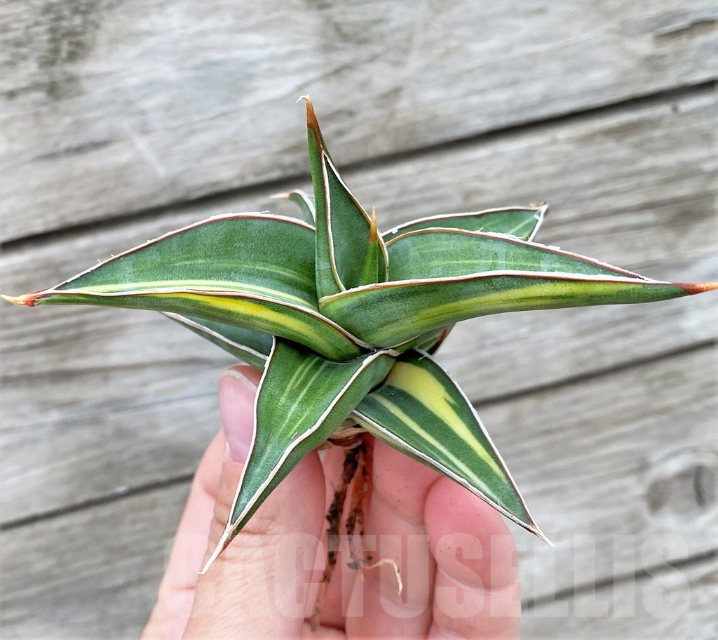 SHPR32718 Sansevieria Lav 23251 - Image 2