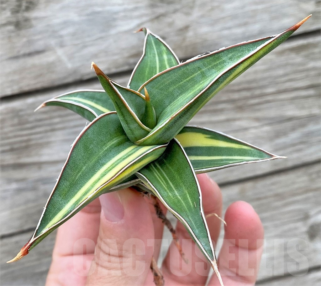 SHPR32718 Sansevieria Lav 23251 - Image 3