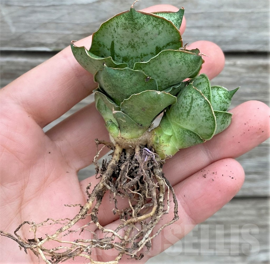 SHPR32723 Sansevieria 'Mini rose' - 画像 (2)